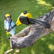 How Our Tree Care Process Works  in  Creston, OH