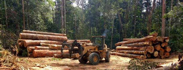 Best Tree Disease Treatment  in Creston, OH