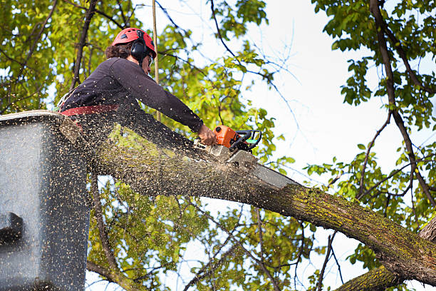 Best Tree Disease Treatment  in Creston, OH